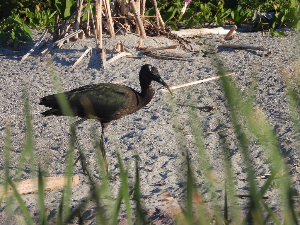 Glossy Ibis - ML621832729