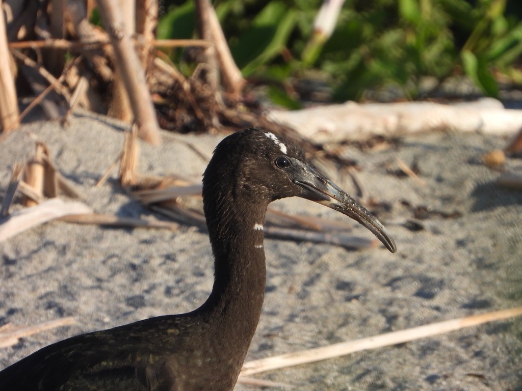 Glossy Ibis - ML621832730