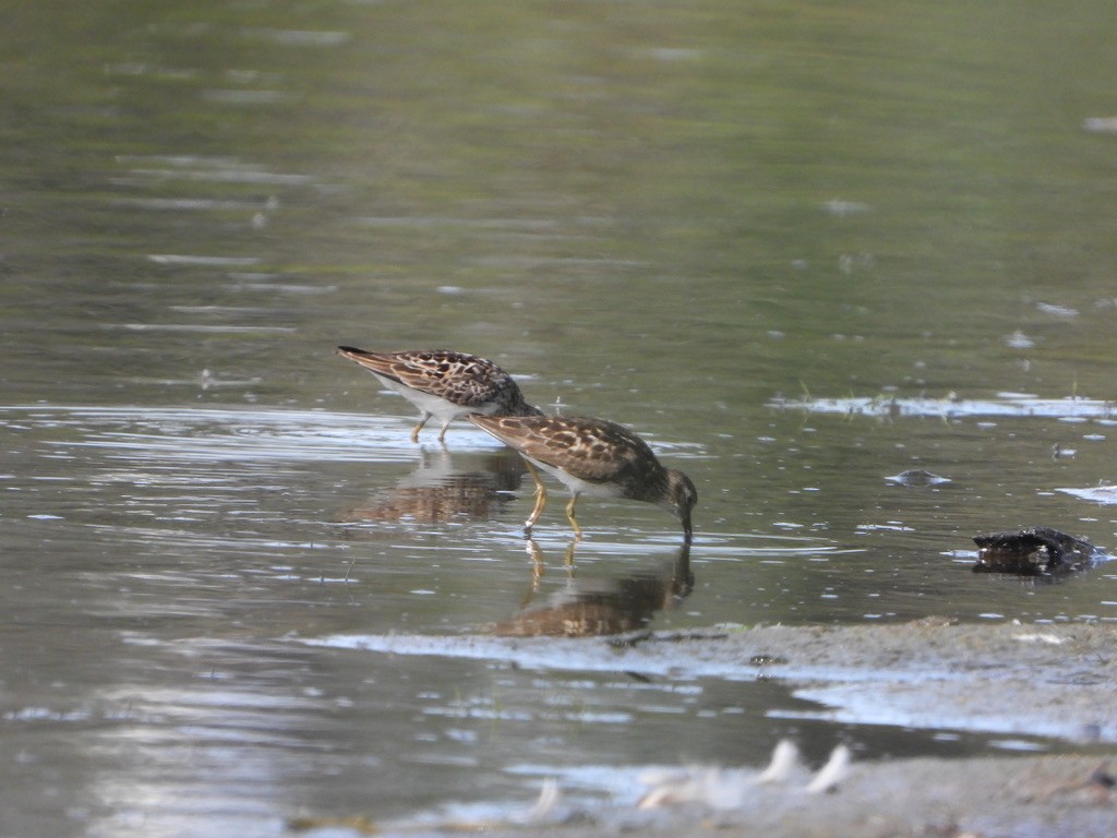 Least Sandpiper - ML621832742