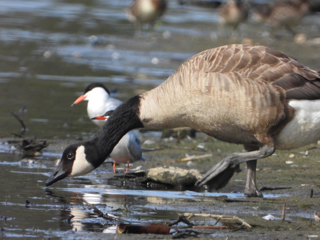 Canada Goose - ML621832746