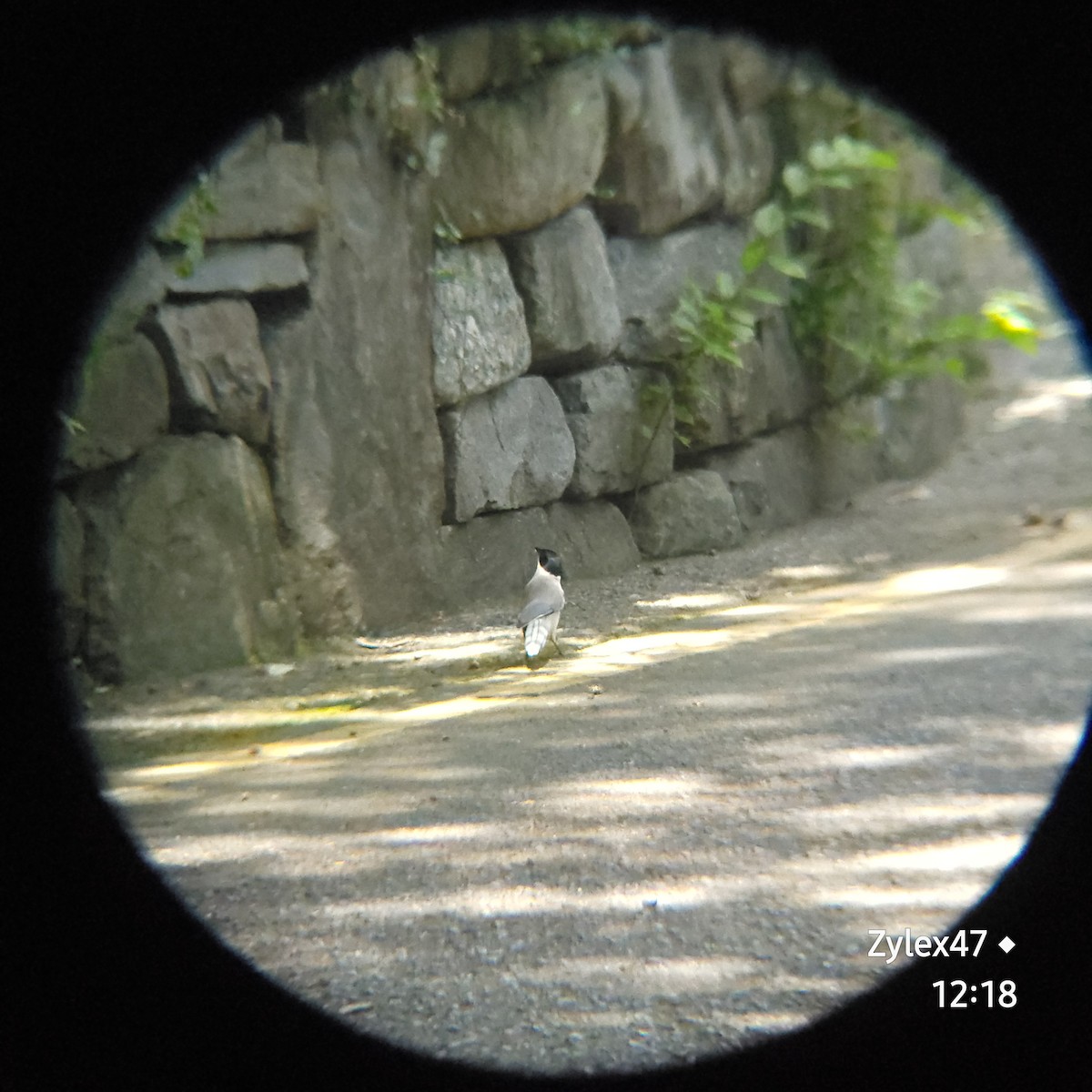 Azure-winged Magpie - Dusky Thrush