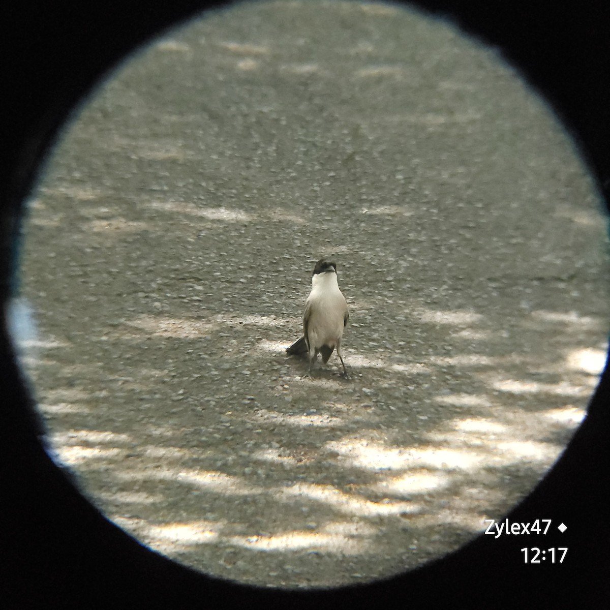 Azure-winged Magpie - ML621832750