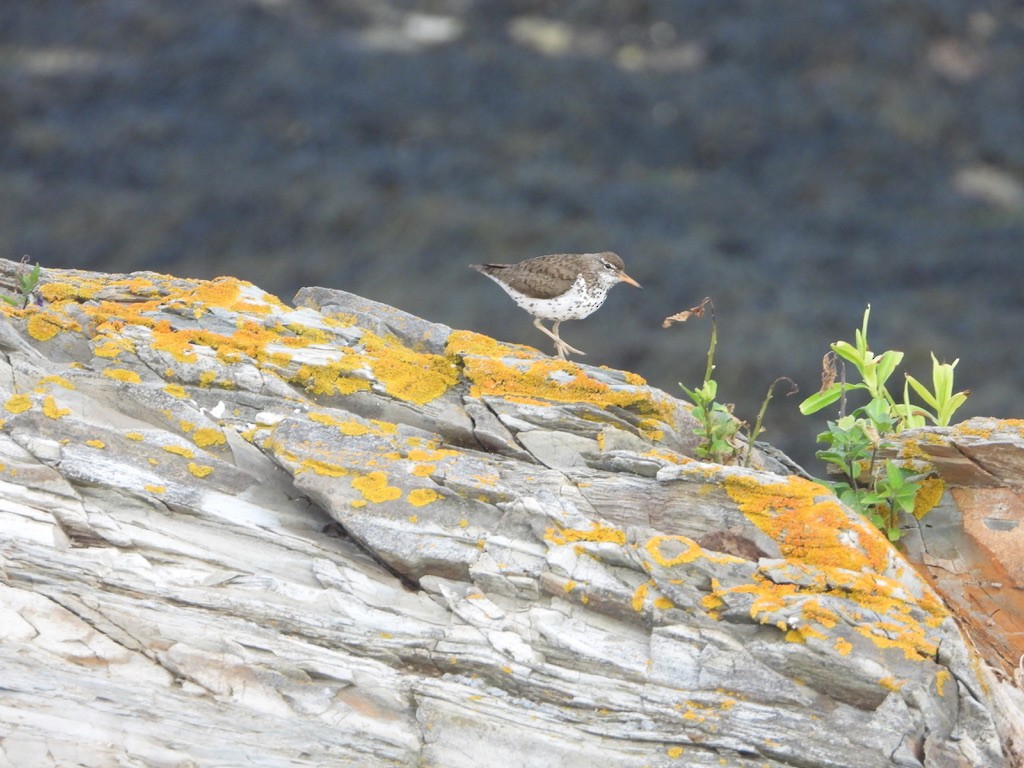 Spotted Sandpiper - ML621832751