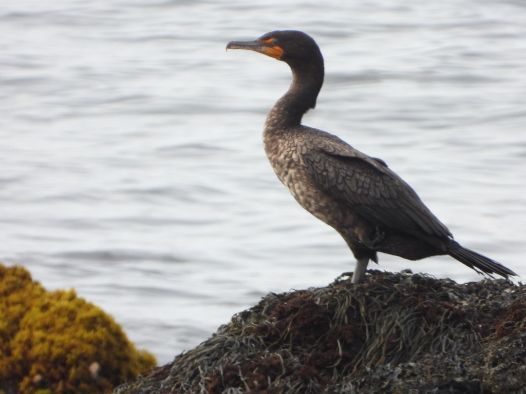 Double-crested Cormorant - joe sweeney