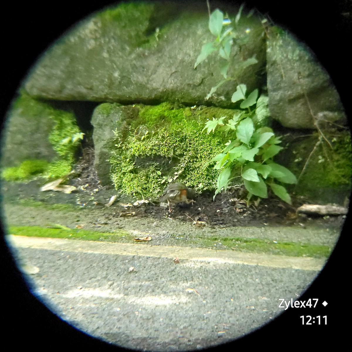 Gray-backed Thrush - ML621832755