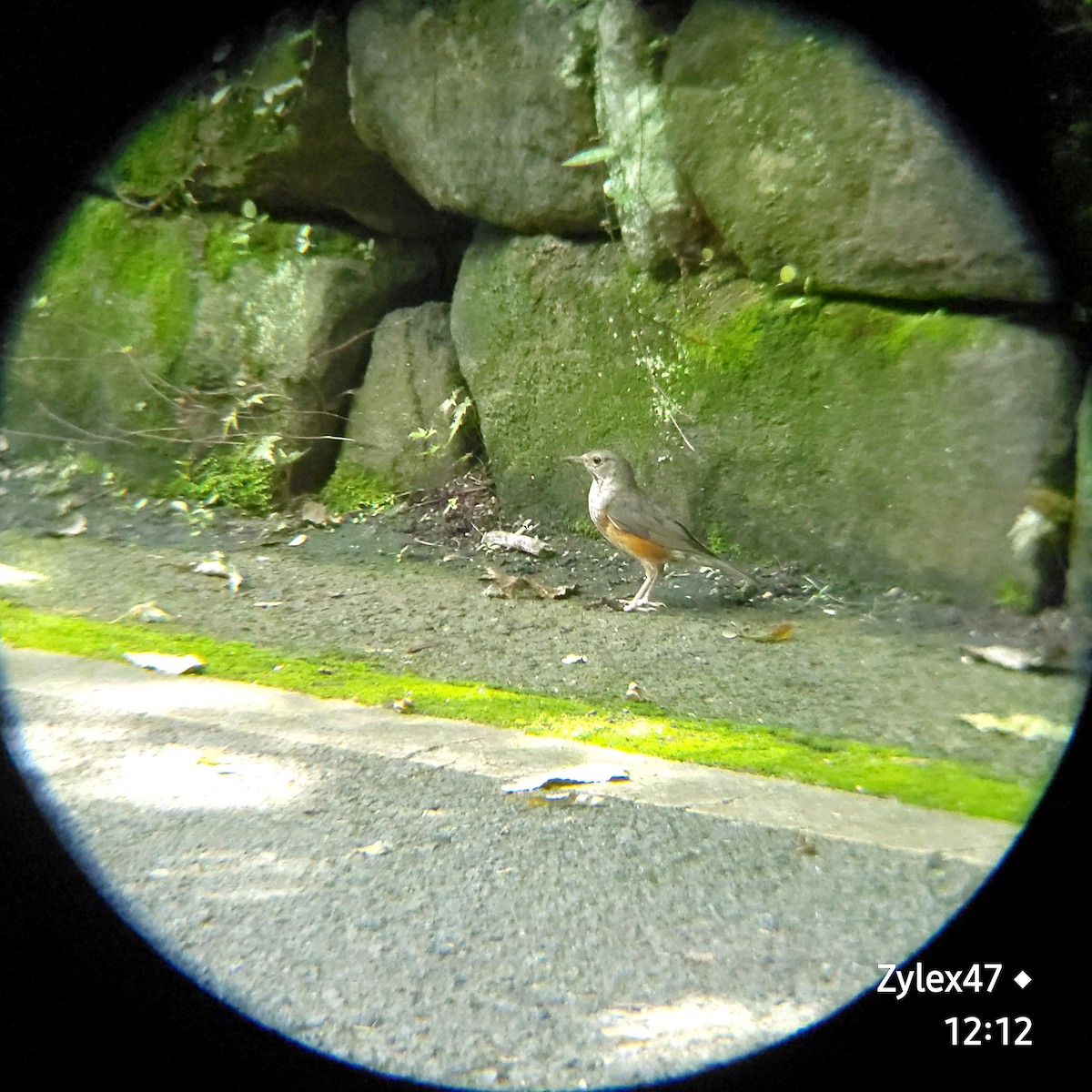 Gray-backed Thrush - Dusky Thrush