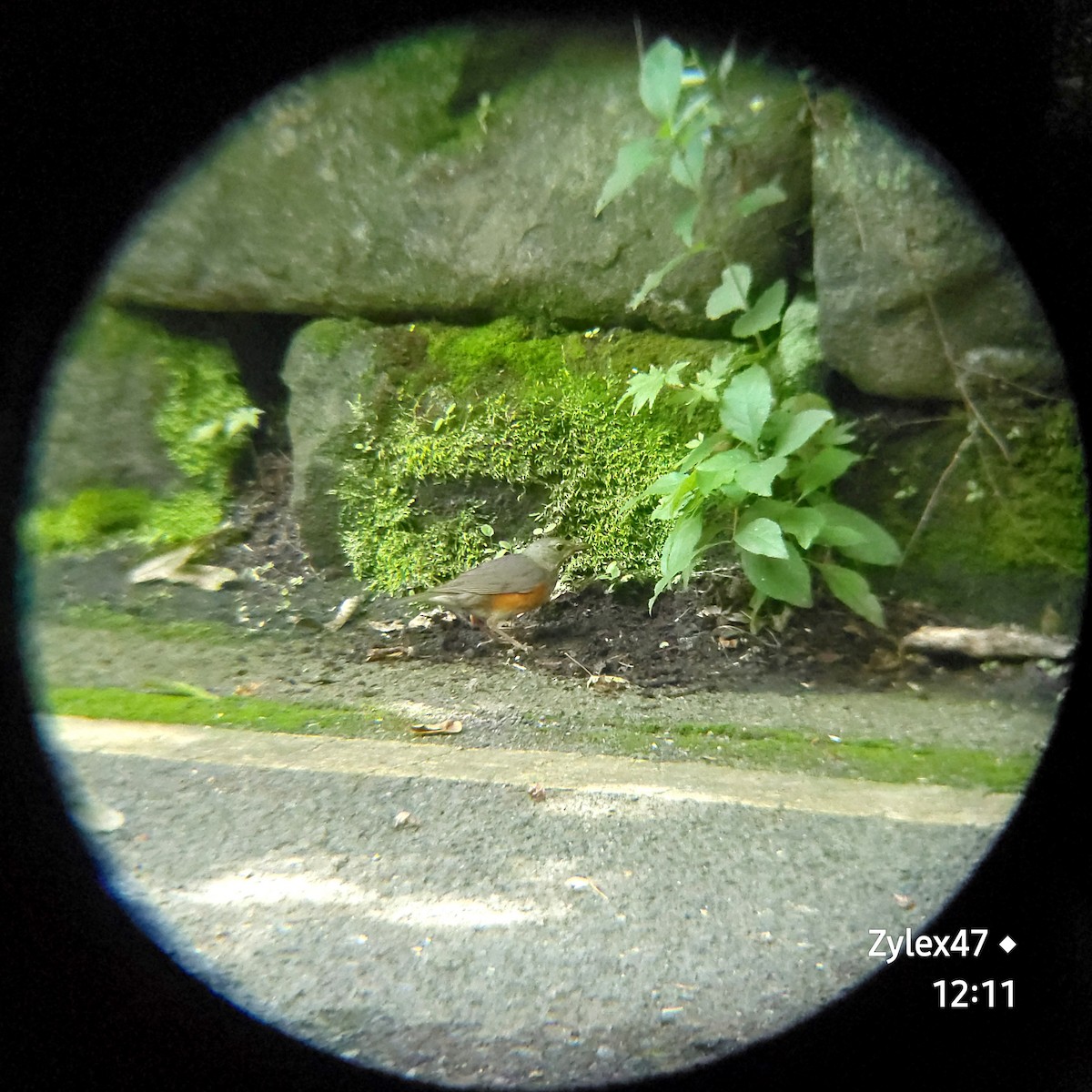 Gray-backed Thrush - ML621832758