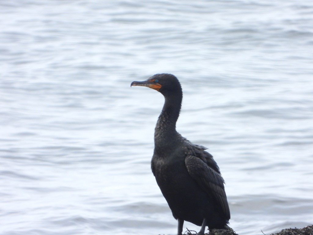 Double-crested Cormorant - ML621832760