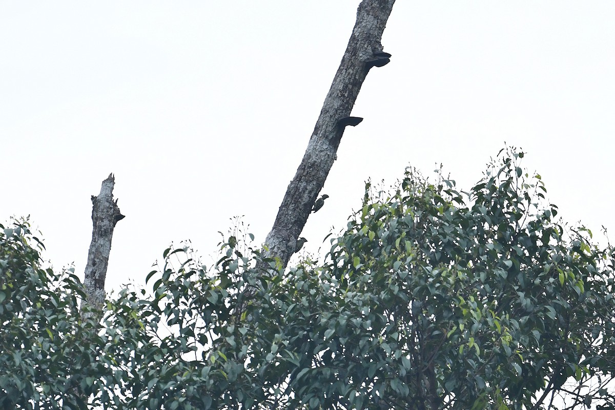 Gray-and-buff Woodpecker - ML621832787