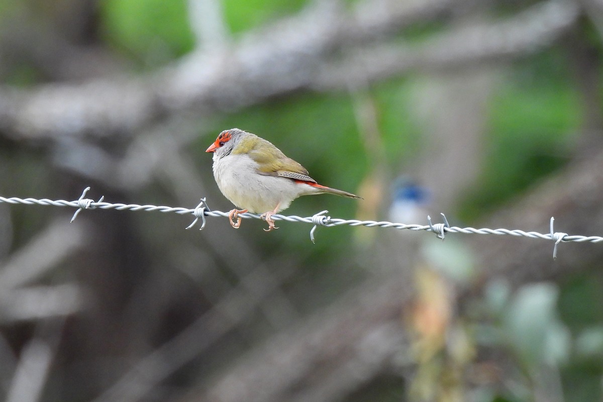 Red-browed Firetail - ML621832791
