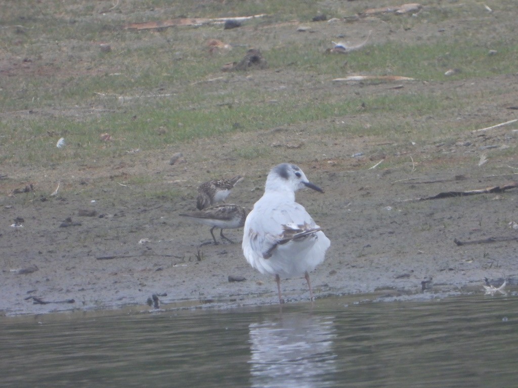 Bonaparte's Gull - ML621832800