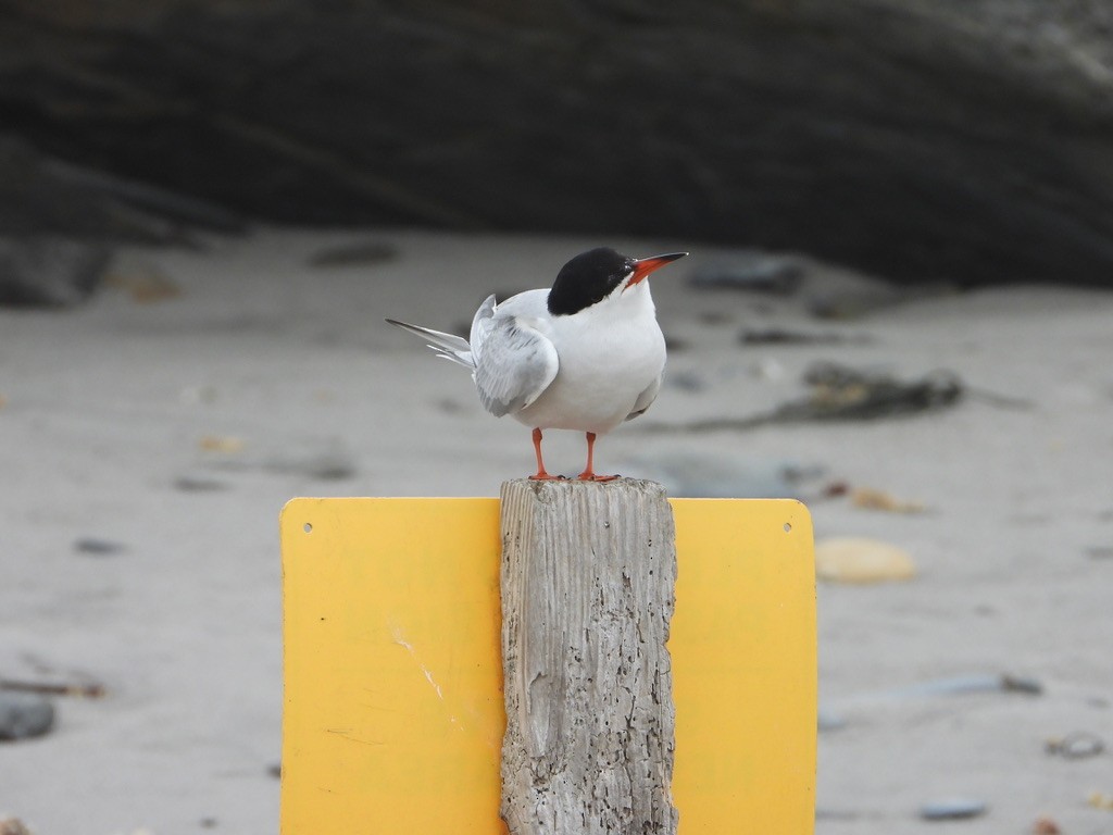 Common Tern - ML621832803