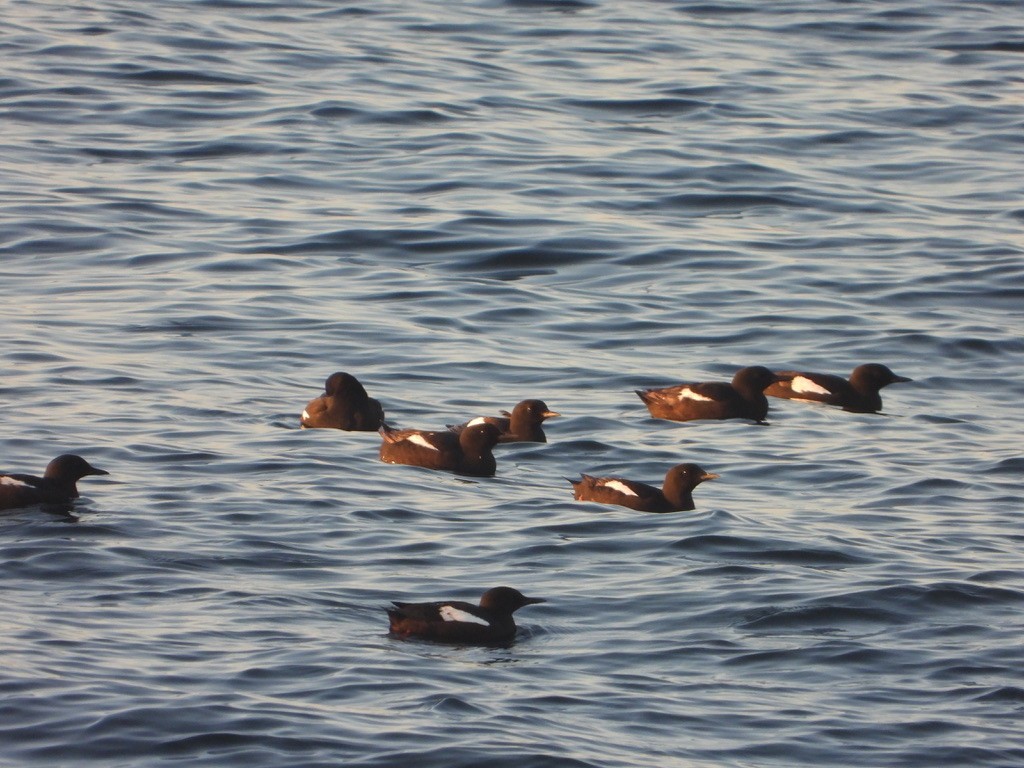 Black Guillemot - ML621832813