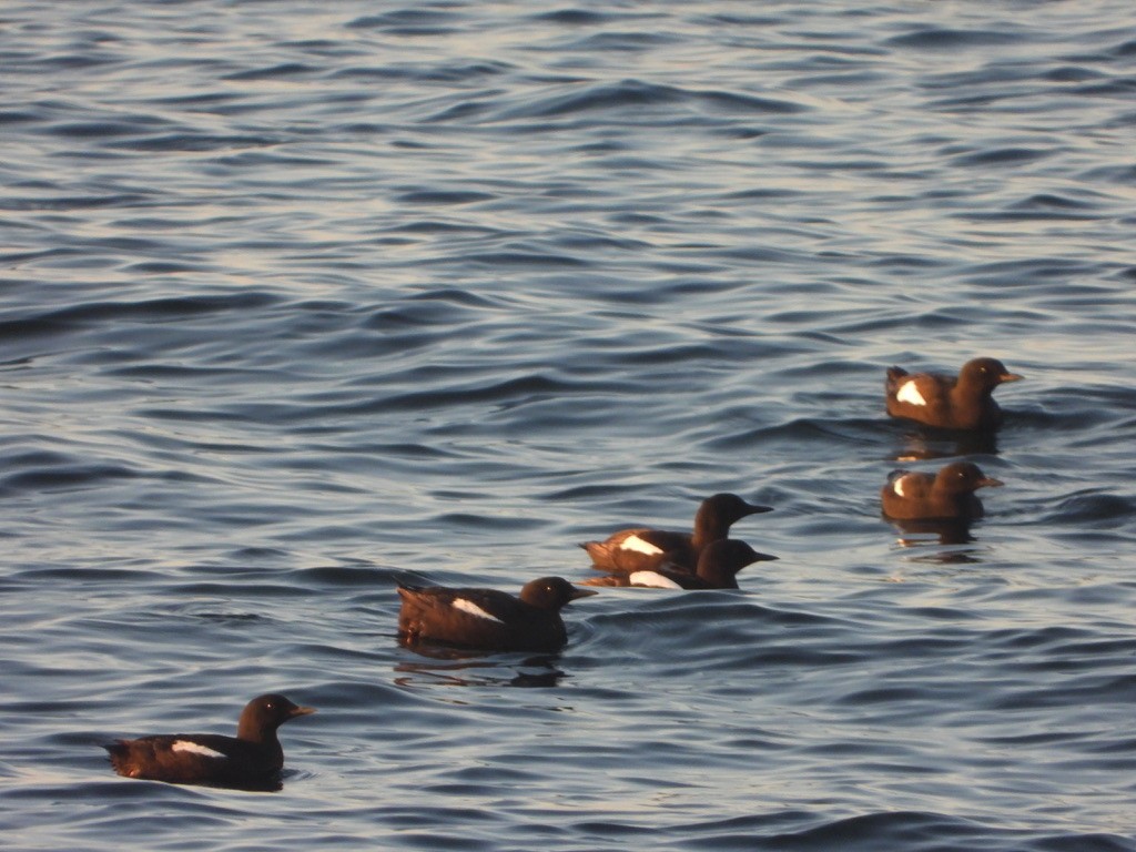 Black Guillemot - ML621832814