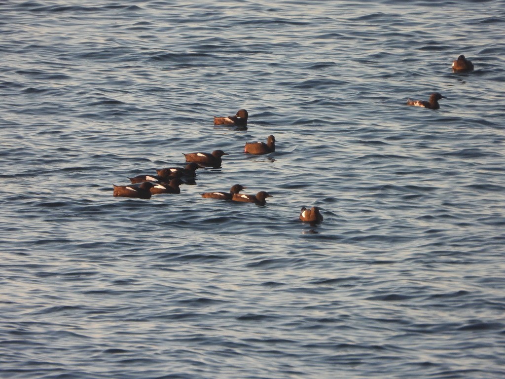 Black Guillemot - ML621832816