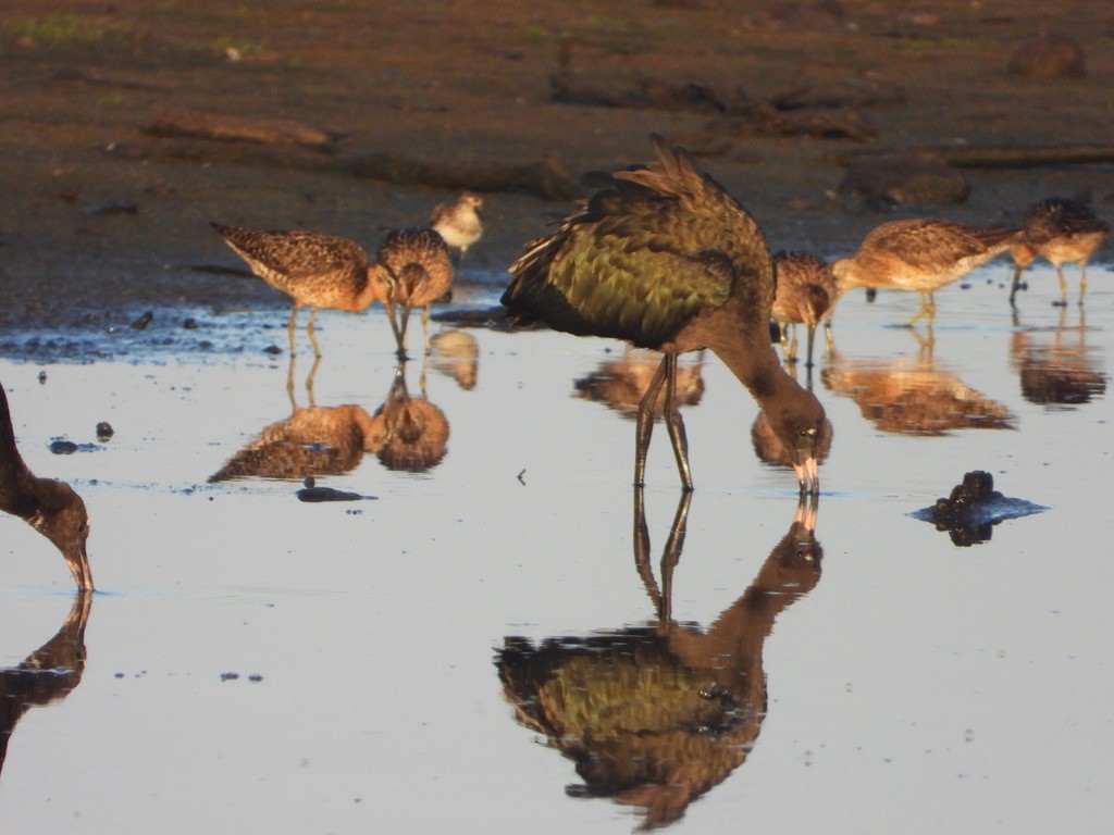 ibis hnědý - ML621832820