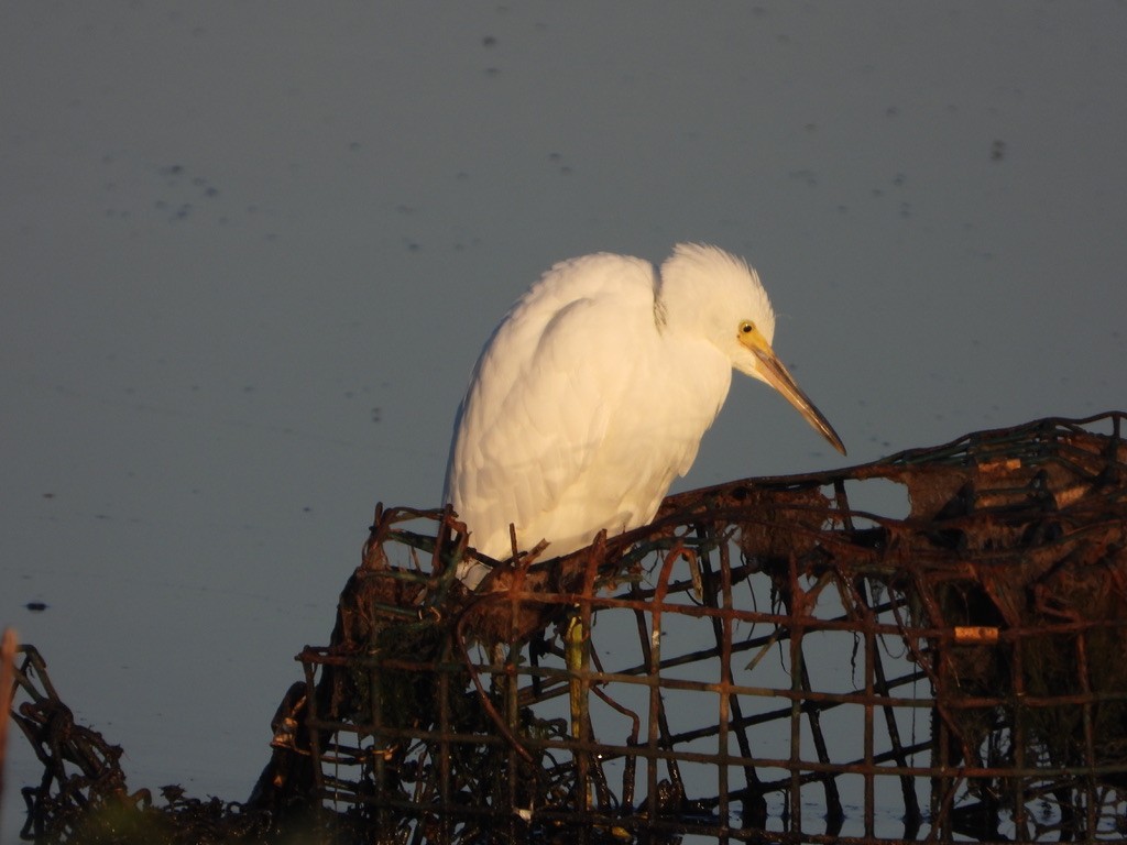 Snowy Egret - ML621832822