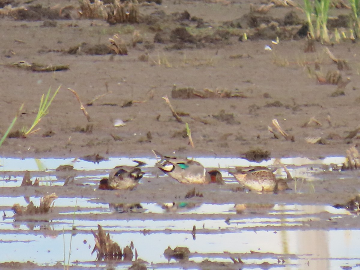 Green-winged Teal - ML621832823