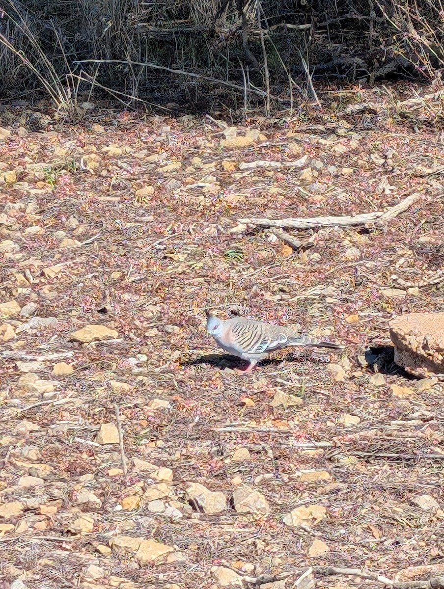 Crested Pigeon - ML621832824