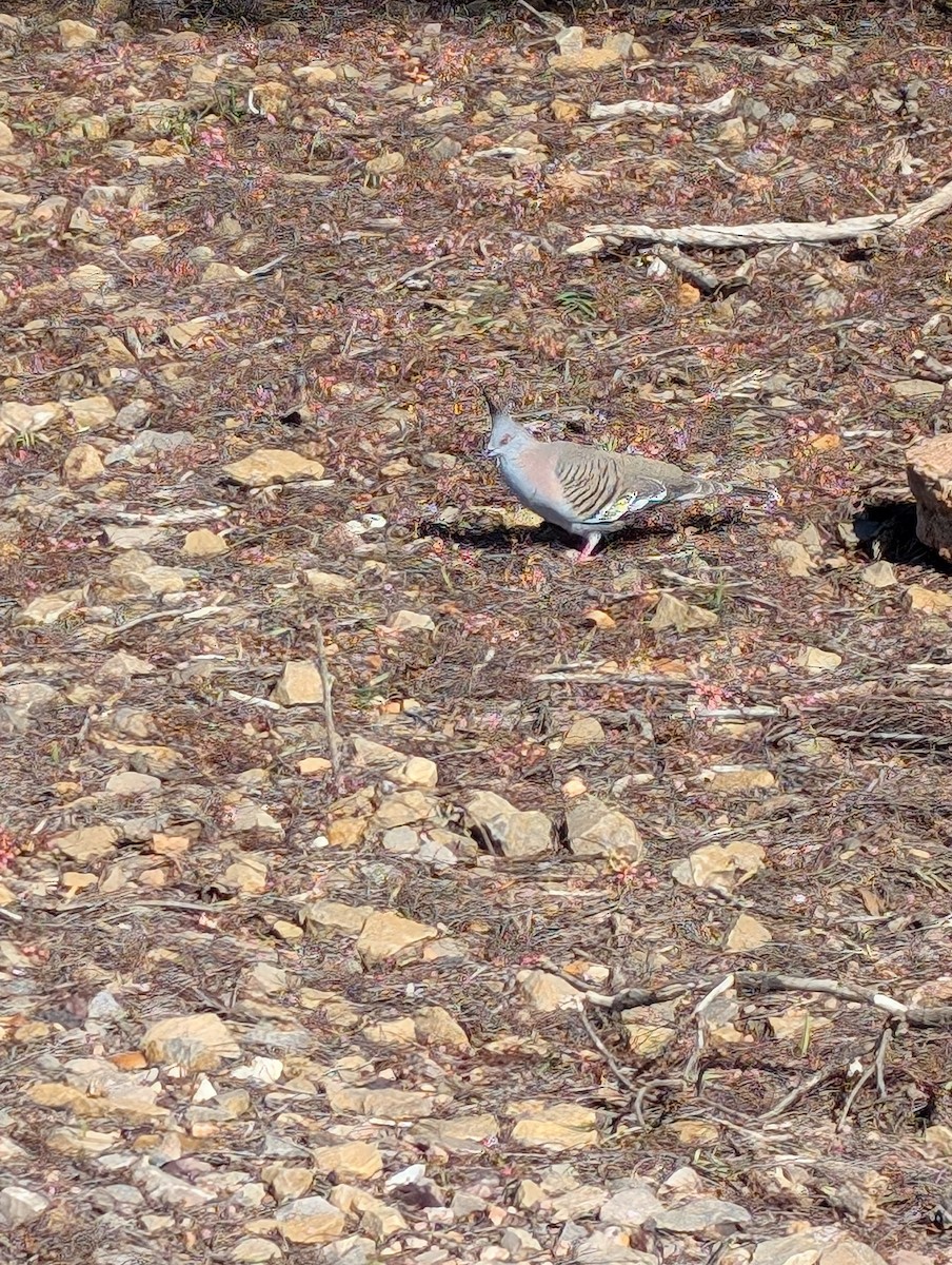 Crested Pigeon - ML621832826