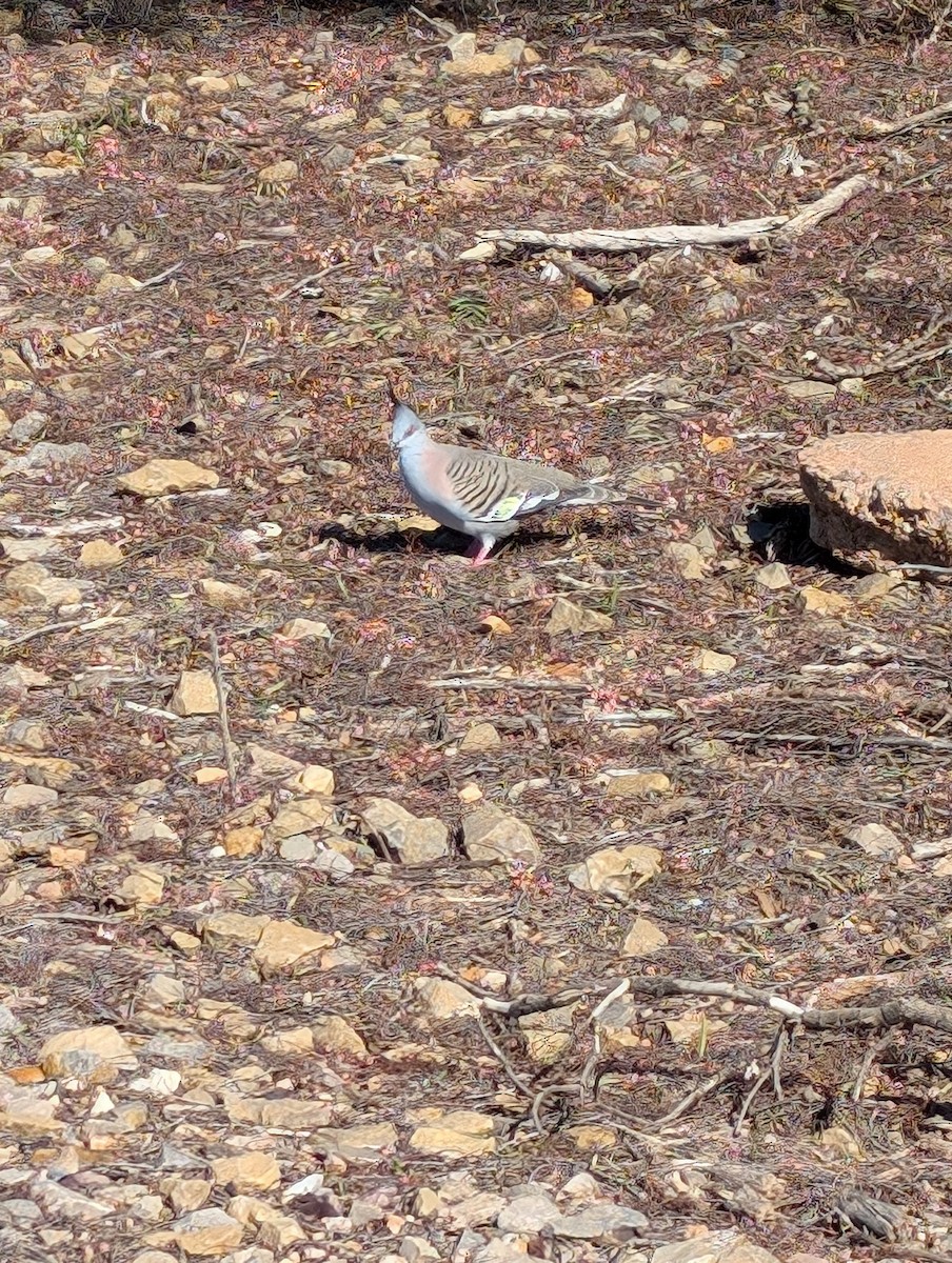 Crested Pigeon - ML621832827