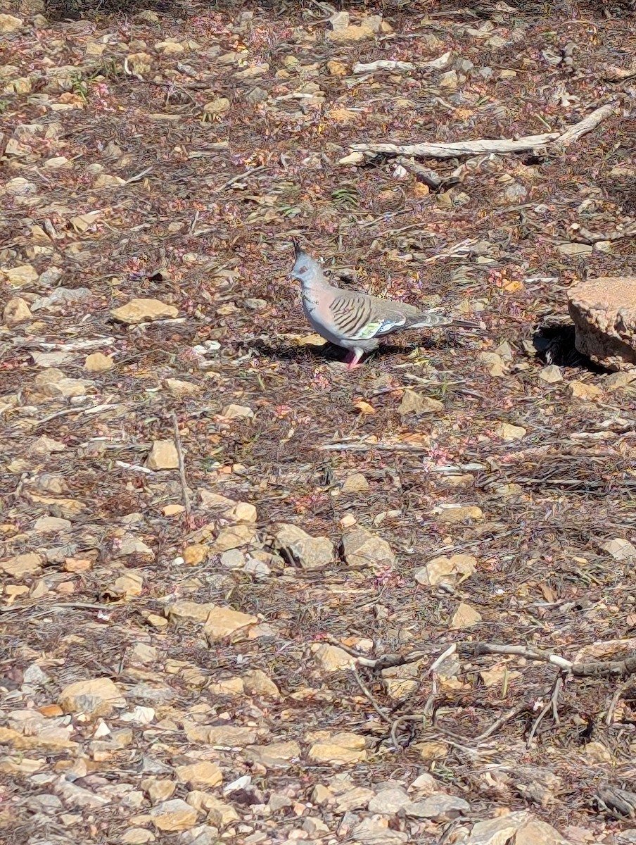 Crested Pigeon - ML621832828