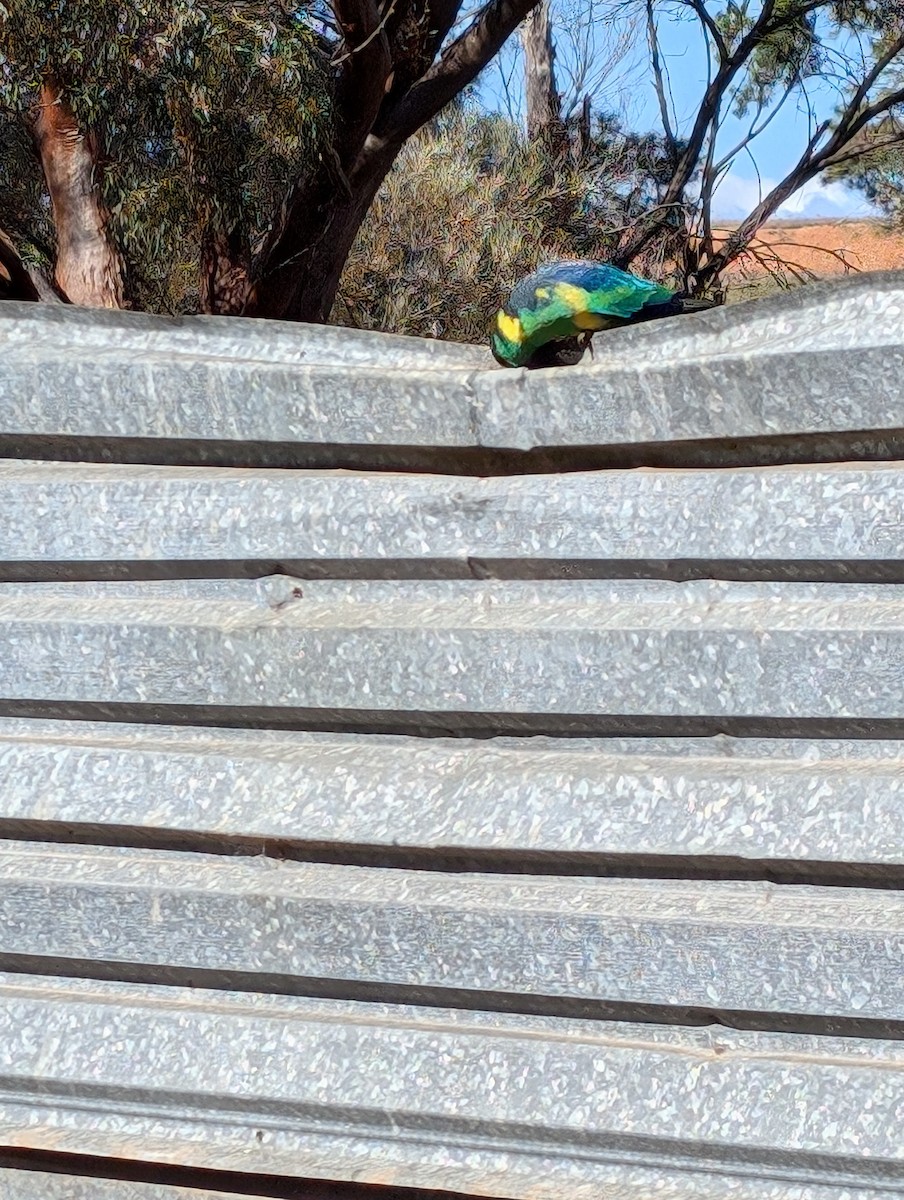 Australian Ringneck - ML621832835