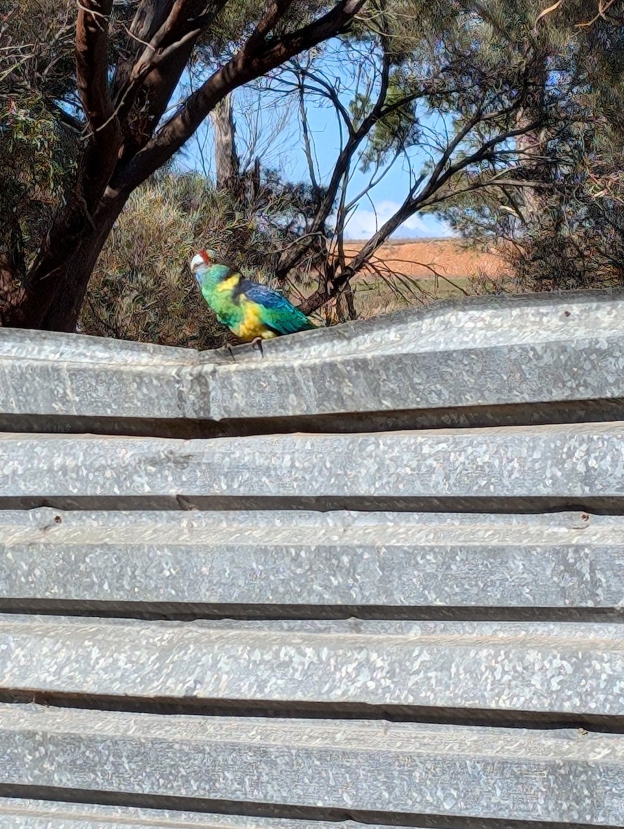 Australian Ringneck - ML621832837