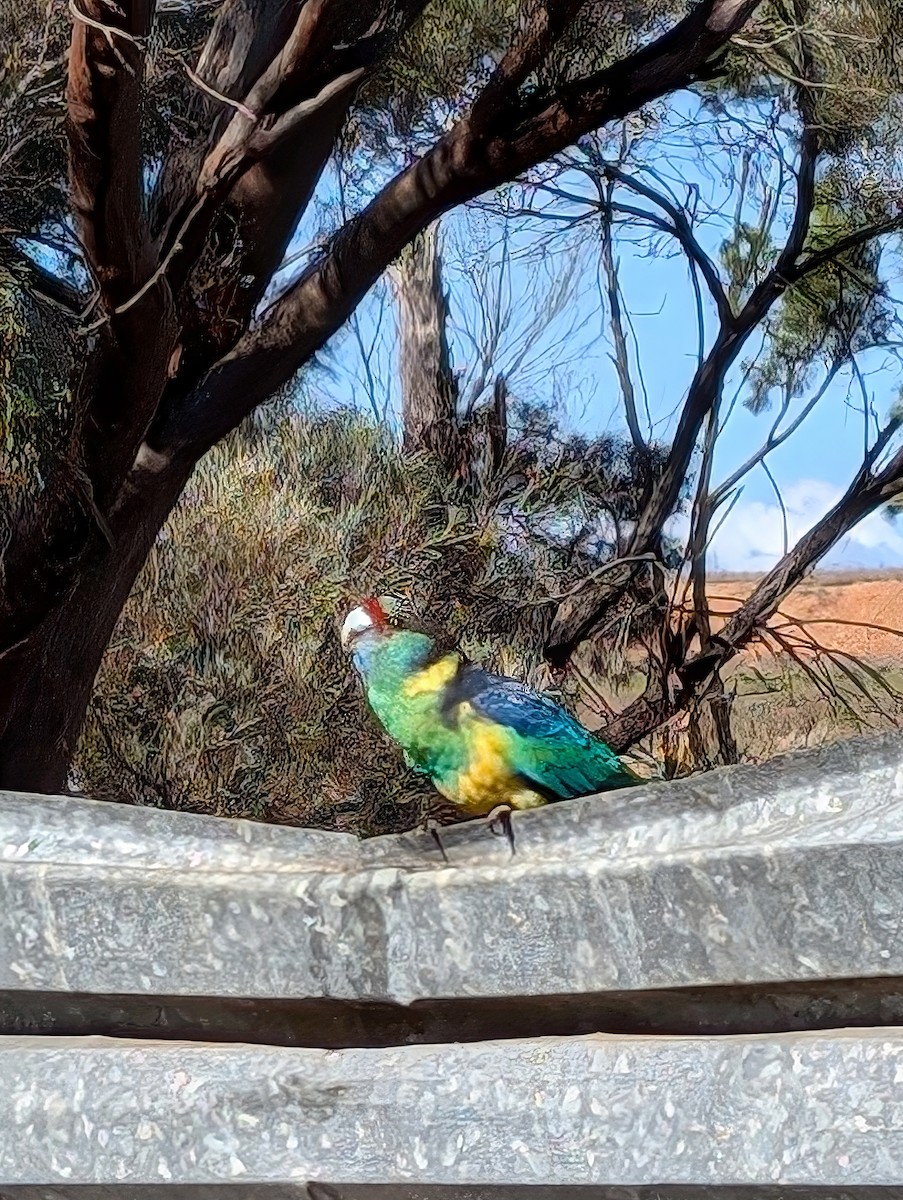 Australian Ringneck - ML621832847