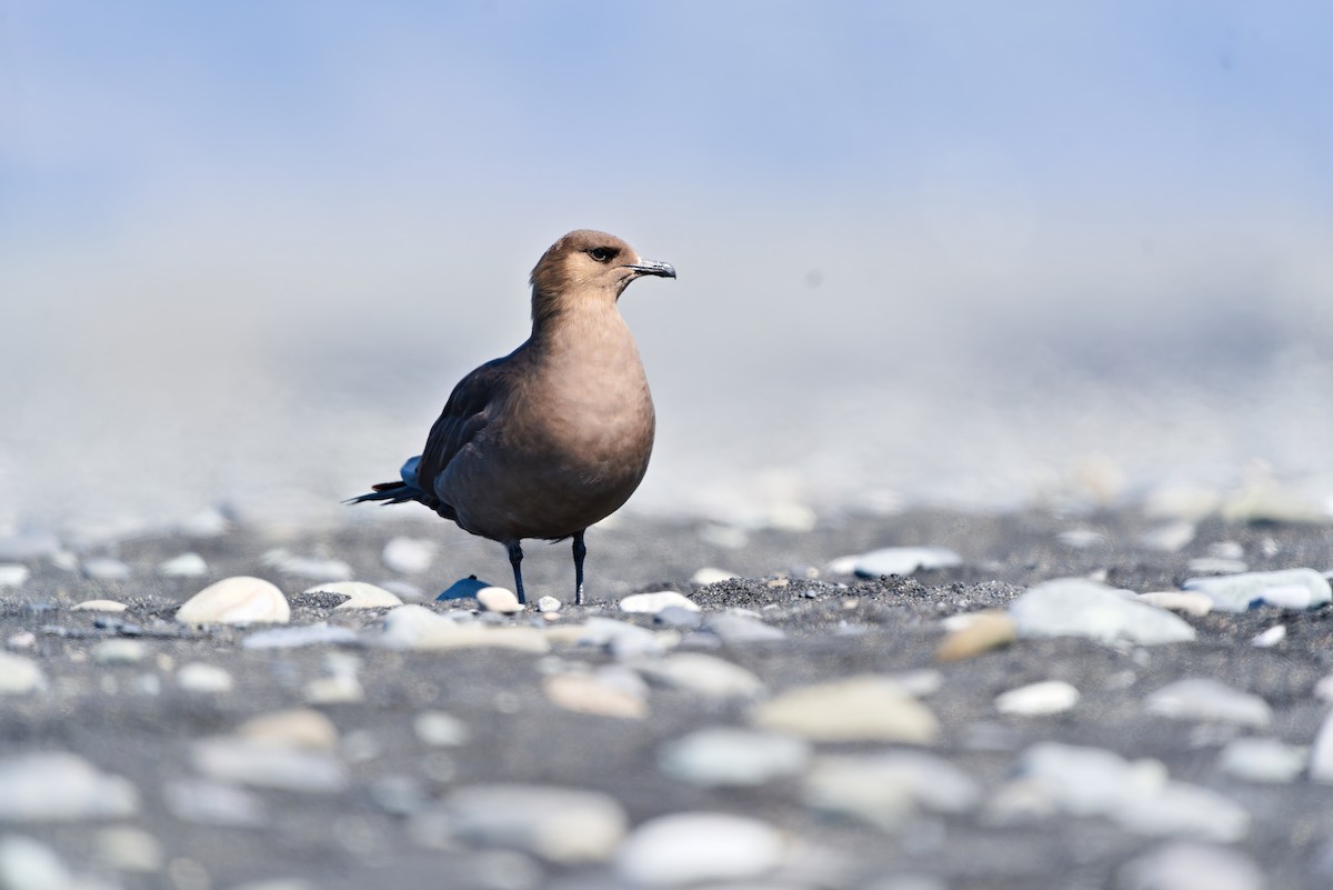 Parasitic Jaeger - Radek Ošlejšek