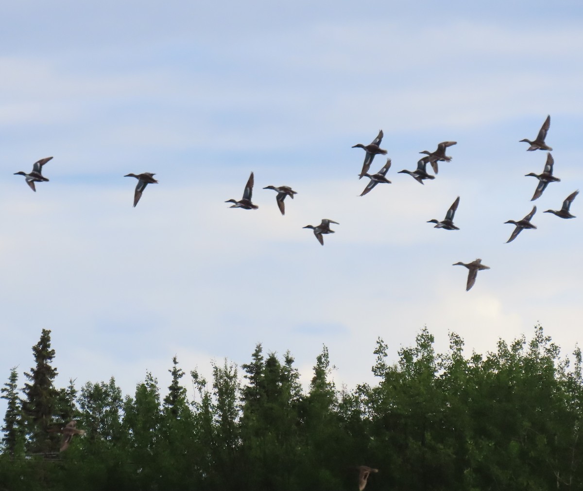 Northern Shoveler - ML621832956