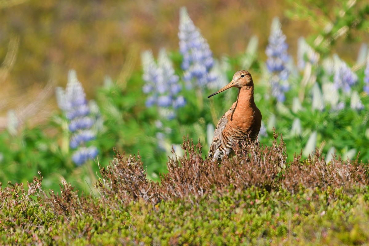 Black-tailed Godwit - ML621832957