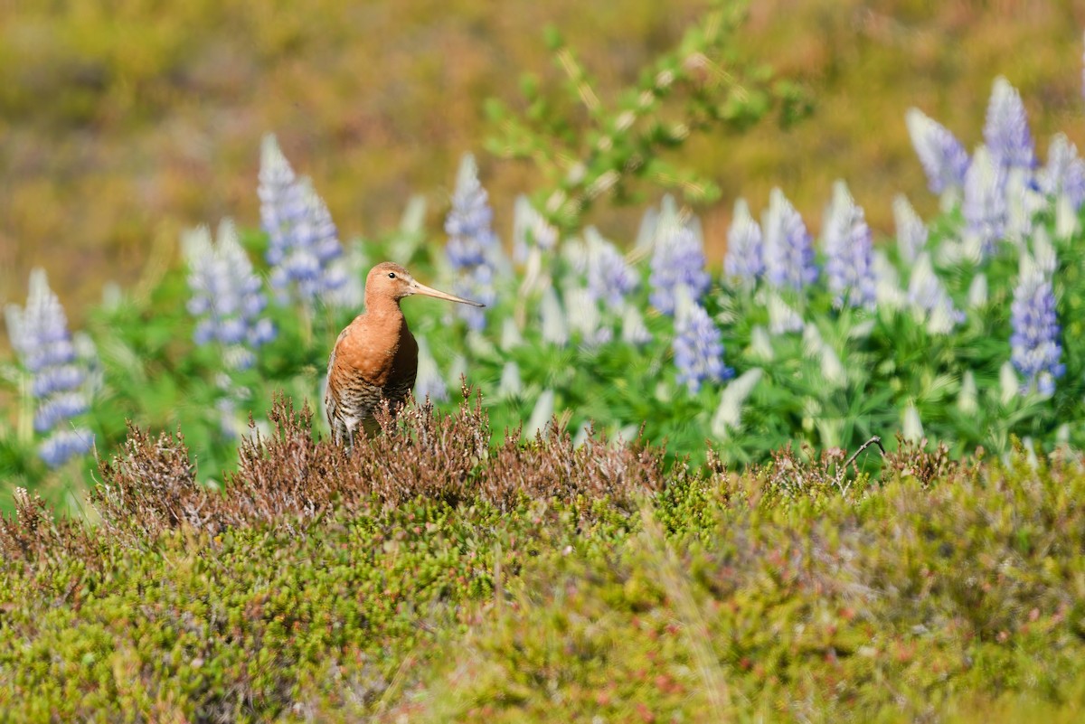 Black-tailed Godwit - ML621832958