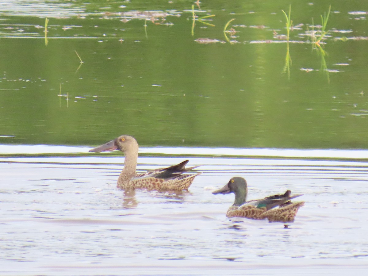 Northern Shoveler - ML621832963