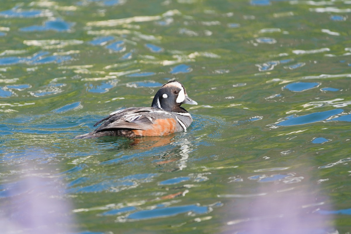 Harlequin Duck - ML621832979