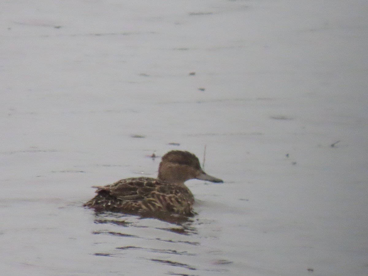 Green-winged Teal - ML621832992