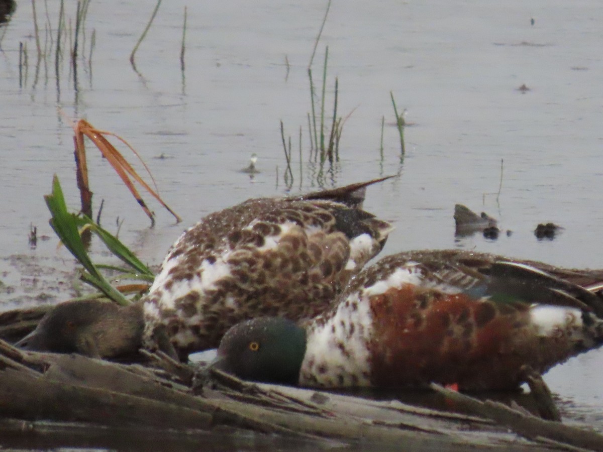 Northern Shoveler - ML621832993