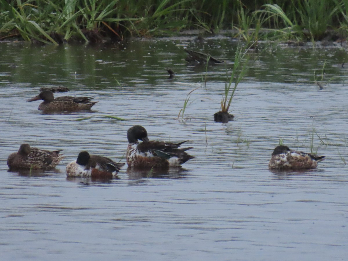 Northern Shoveler - ML621832996