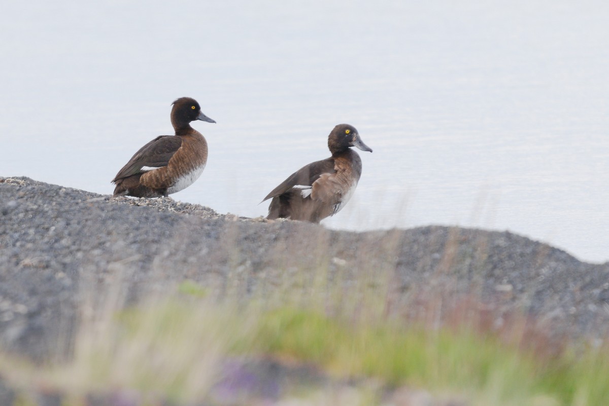 Tufted Duck - ML621832997