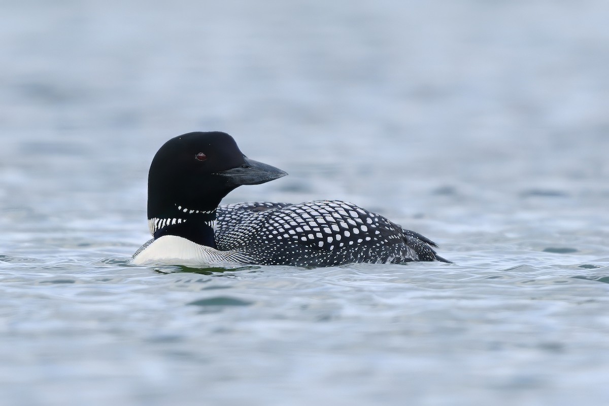 Common Loon - ML621833012