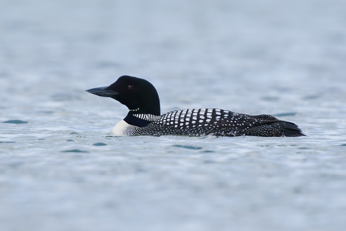 Common Loon - ML621833013
