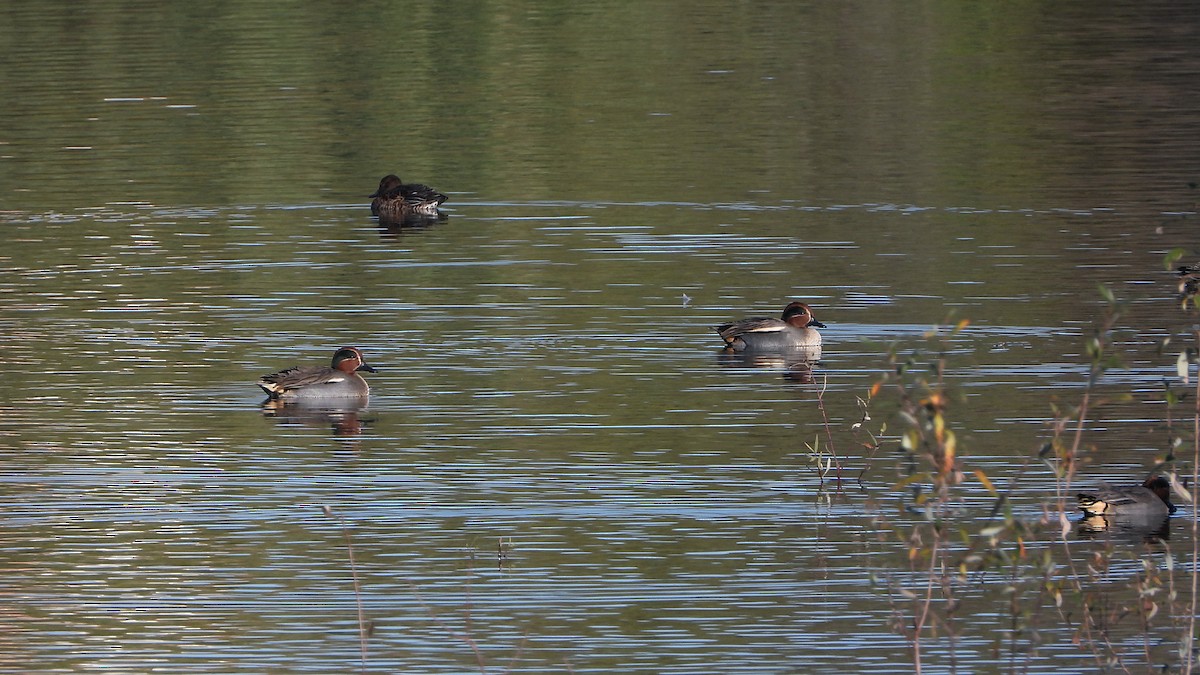 Green-winged Teal - ML621833054