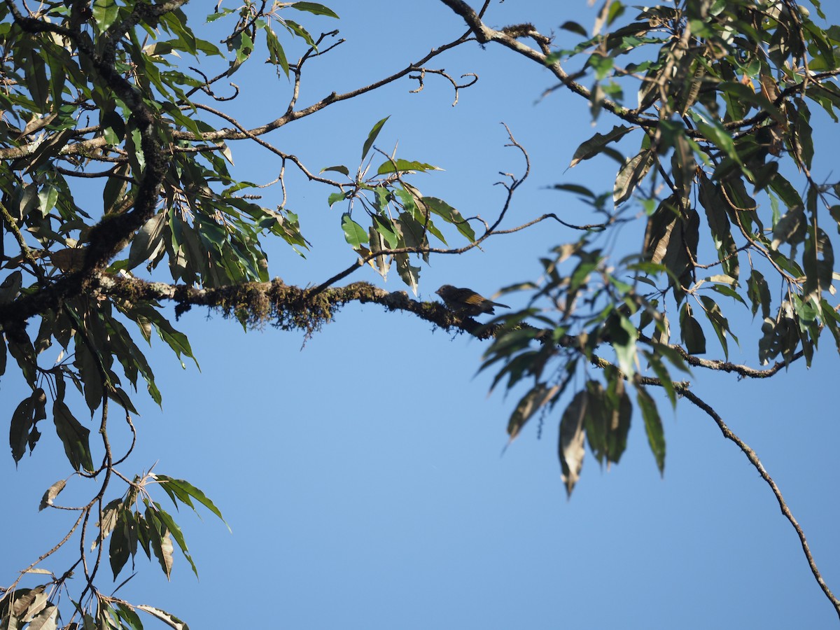 Least Honeyguide - ML621833066