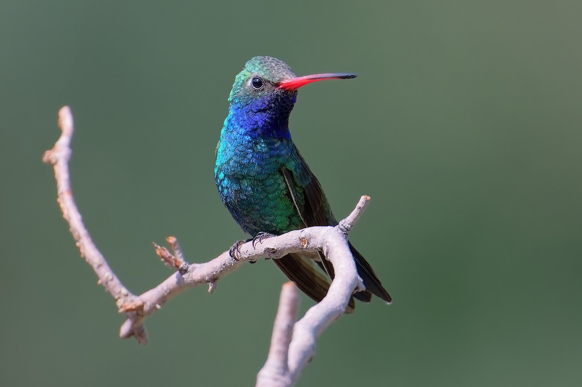 Broad-billed Hummingbird - ML621833076