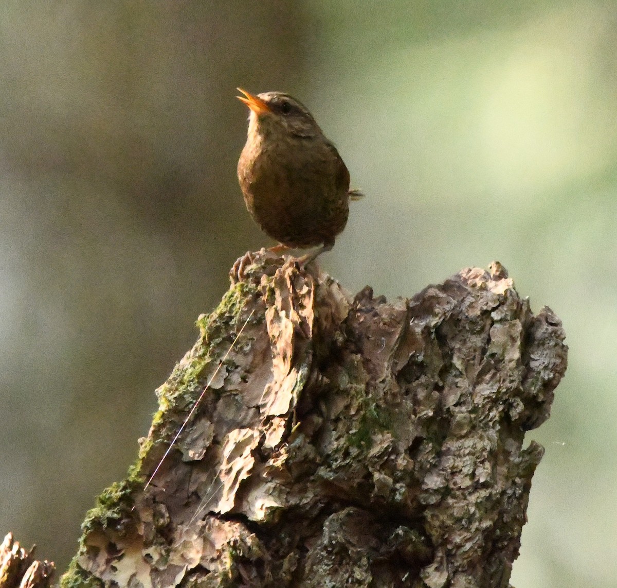 Pacific Wren - ML621833085