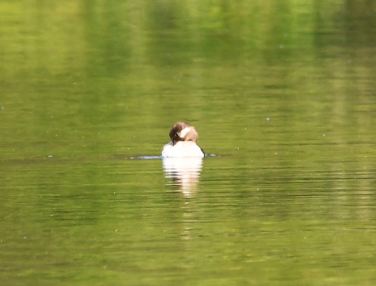 Bufflehead - ML621833092