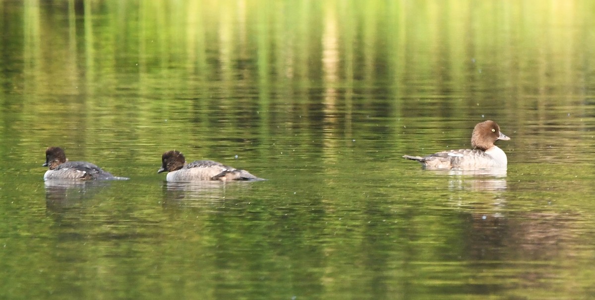 Common/Barrow's Goldeneye - ML621833097