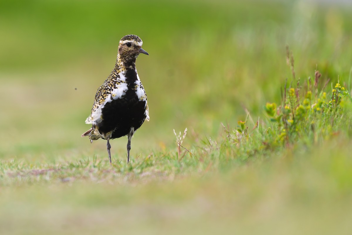 European Golden-Plover - ML621833099