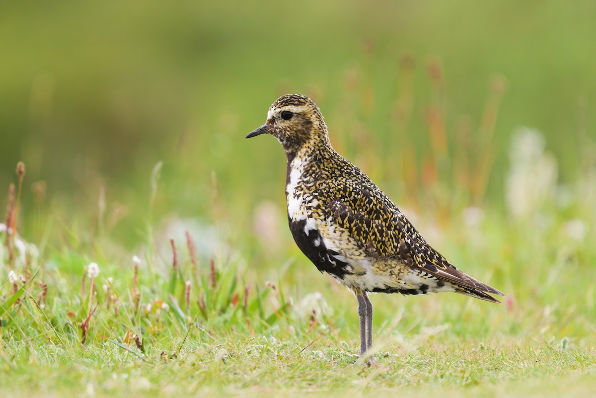 European Golden-Plover - ML621833100