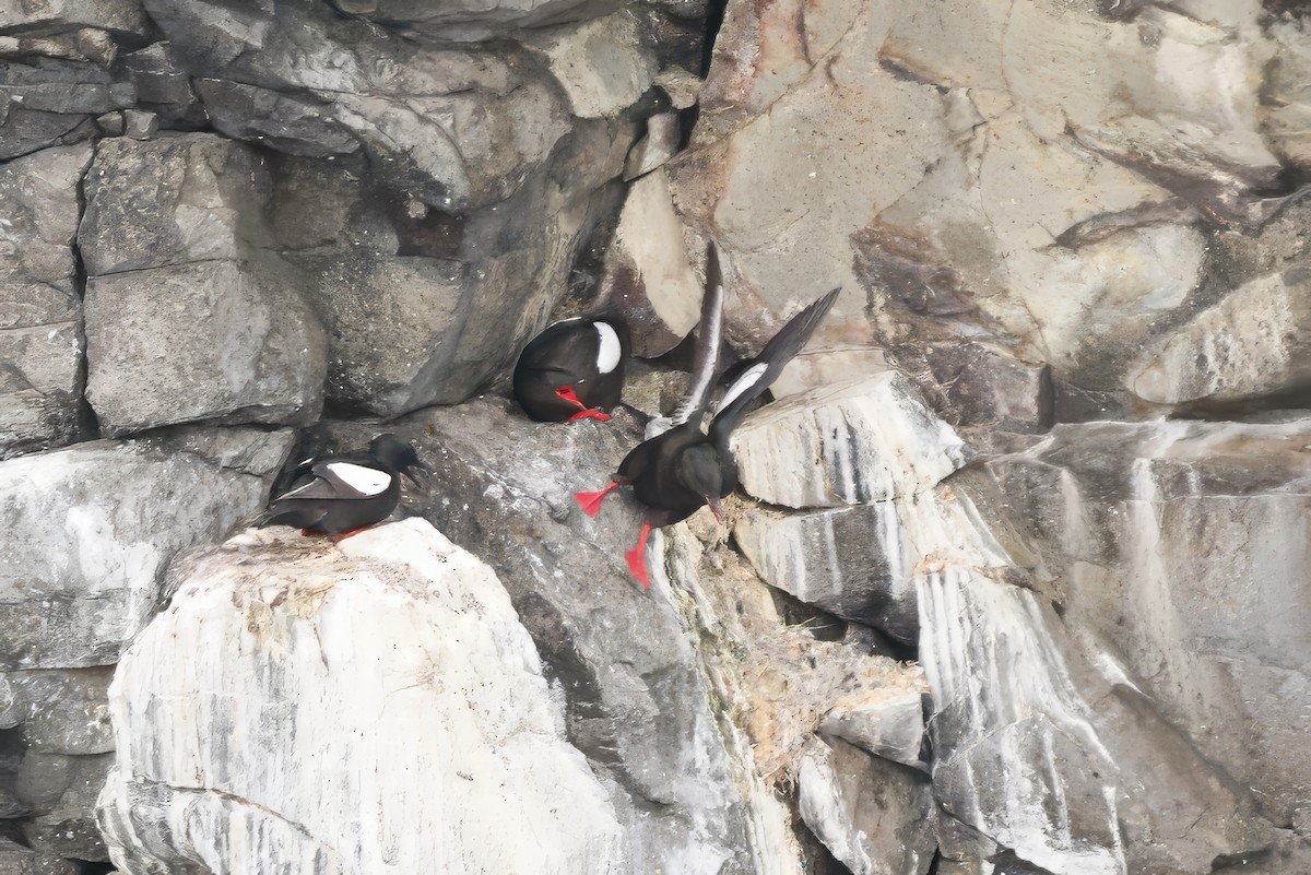Black Guillemot - ML621833104